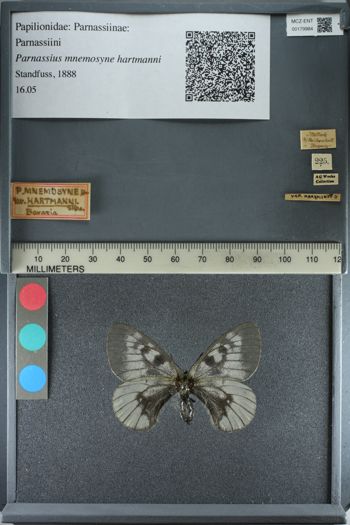 Media type: image;   Entomology 179984